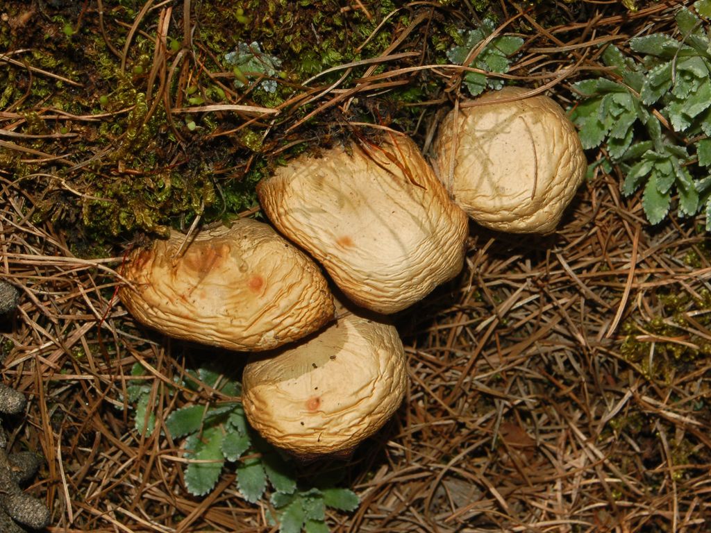 Dei poveri funghi appassiti